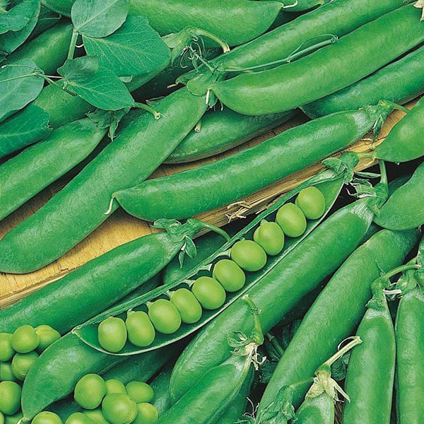 Pea Rondo Seeds