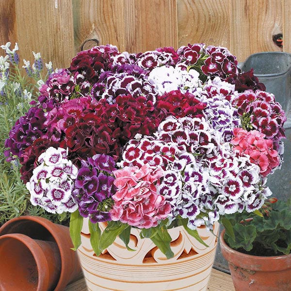 Sweet William Electron Seeds