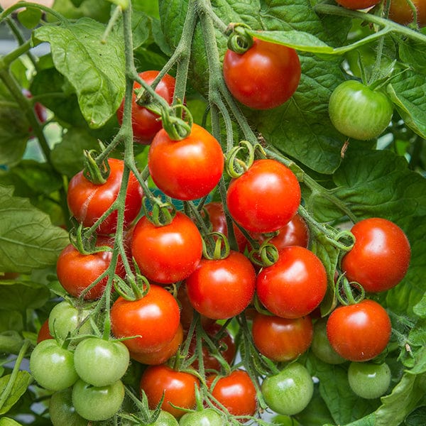 3 x 9cm Potted Plants (LATE) Tomato Gardener's Delight (Standard) Veg Plants