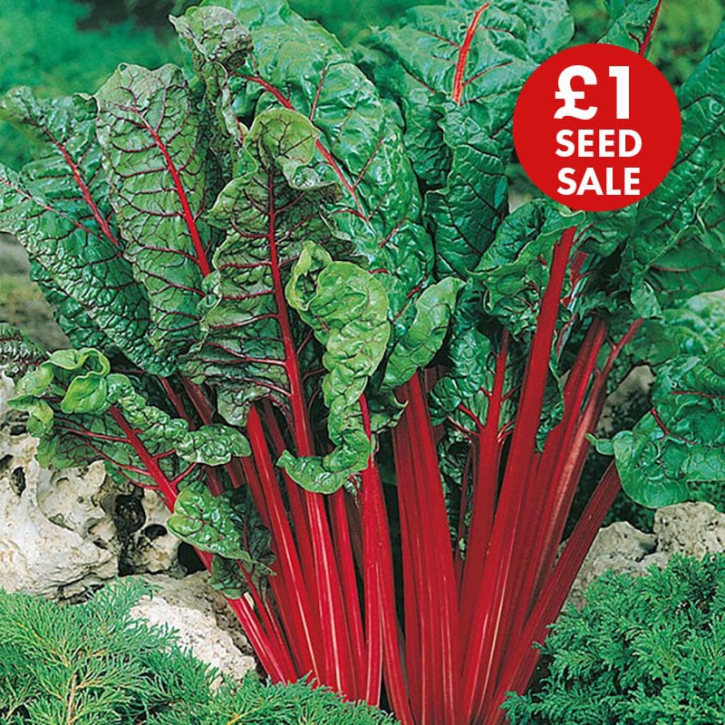 Chard Rhubarb (Vulcan) Seeds