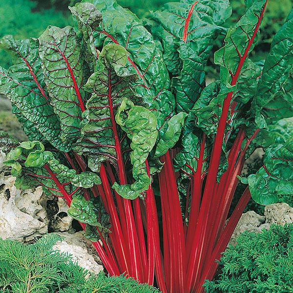 Chard Rhubarb (Vulcan) Seeds