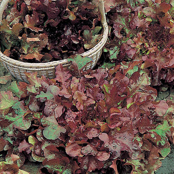 Lettuce Salad Bowl Red Seeds