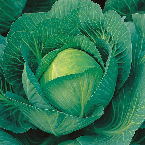 Cabbage Sherwood F1