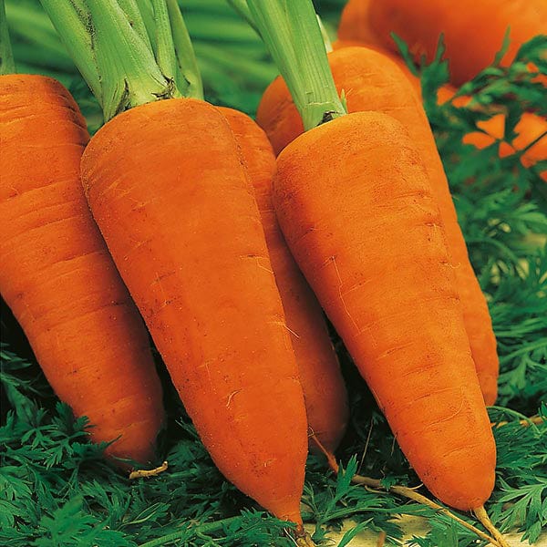 Carrot Chanteney Red Cored 2 Seeds