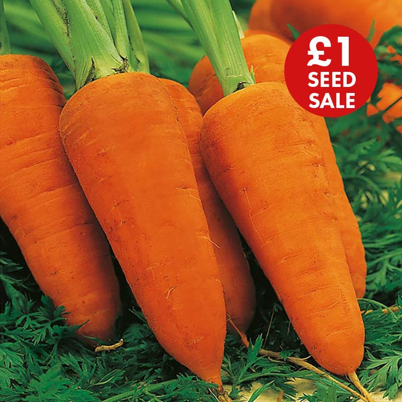 Carrot Chanteney Red Cored 2 Seeds