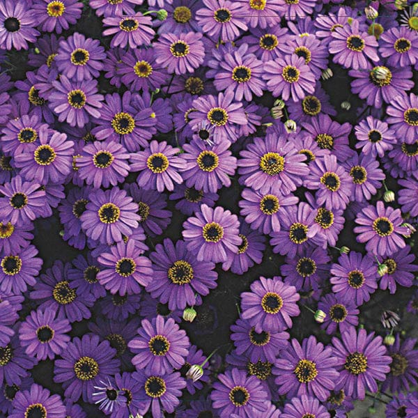 Swan River Daisy Purple Splendour