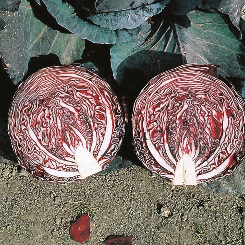 Cabbage Red Flare Vegetable Plants