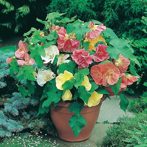 Abutilon Bella Mixed F1 Seeds