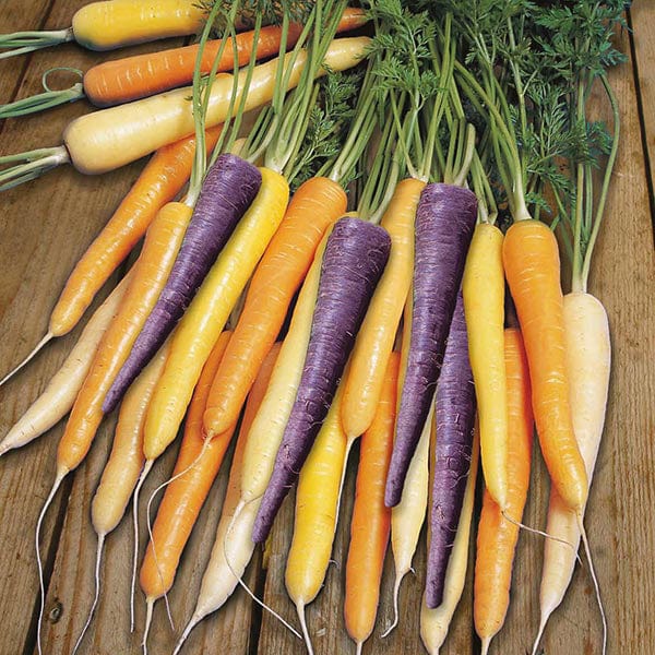 Carrot Harlequin F1 Seeds