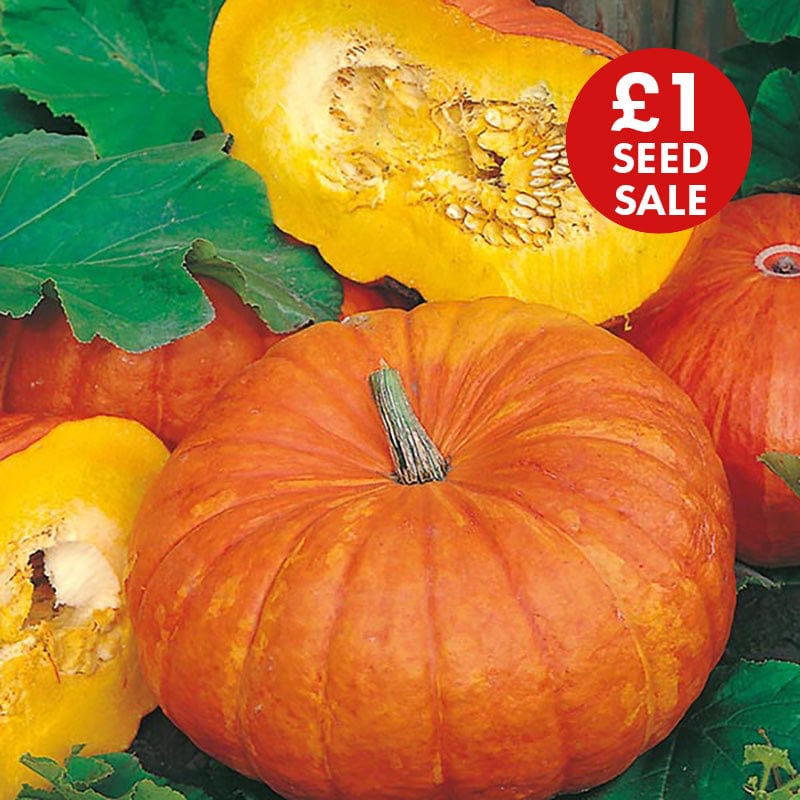 Pumpkin Rouge vif d'Etampes Seeds