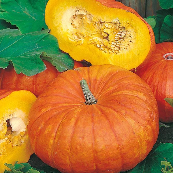 Pumpkin Rouge vif d'Etampes Seeds