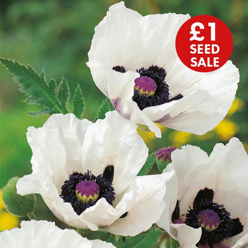 Poppy Royal Wedding Seeds