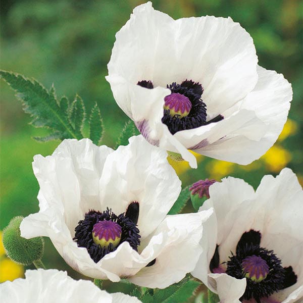 Poppy Royal Wedding Seeds