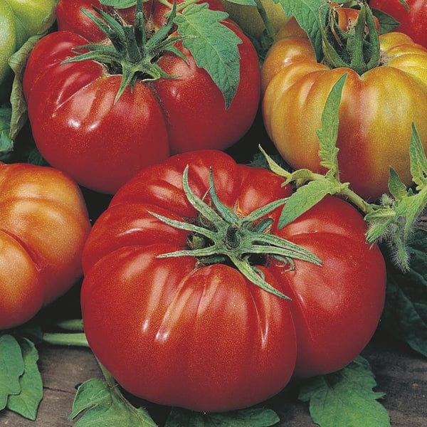 Tomato (Beefsteak) Costoluto Fiorentino Seeds