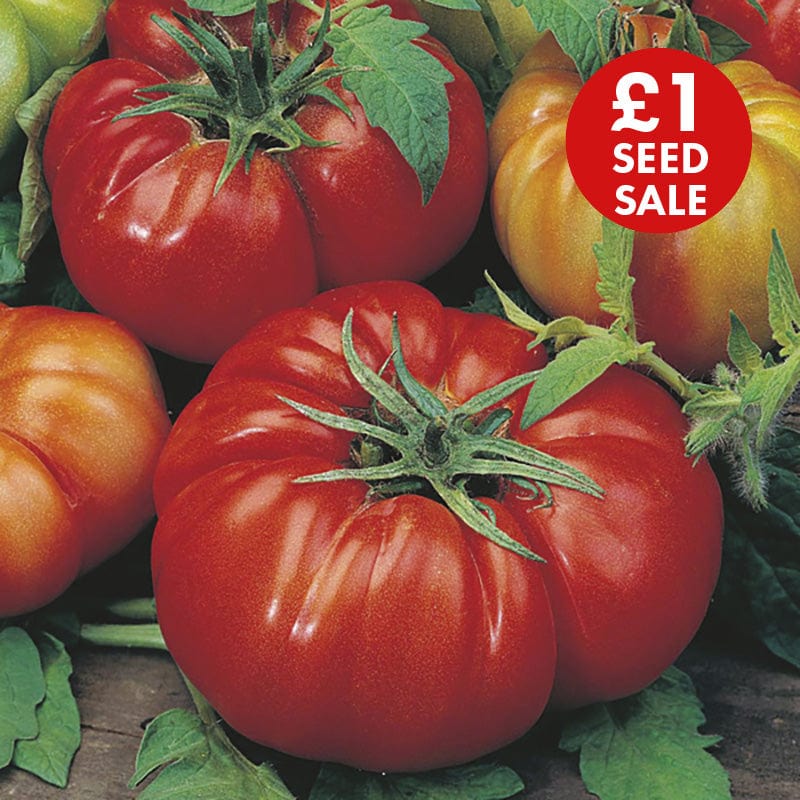 Tomato (Beefsteak) Costoluto Fiorentino Seeds