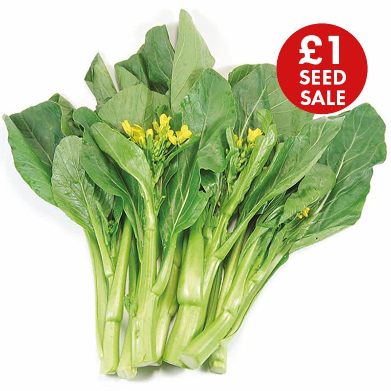 Oriental Veg Choi Sum Seeds