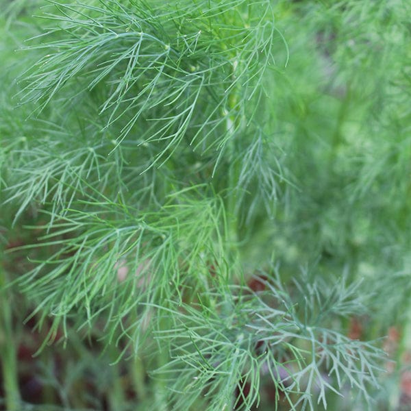750 Seeds Dill Herb