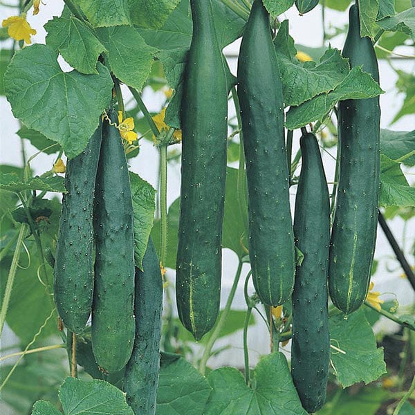 Cucumber Burpless Tasty Green F1 Seeds