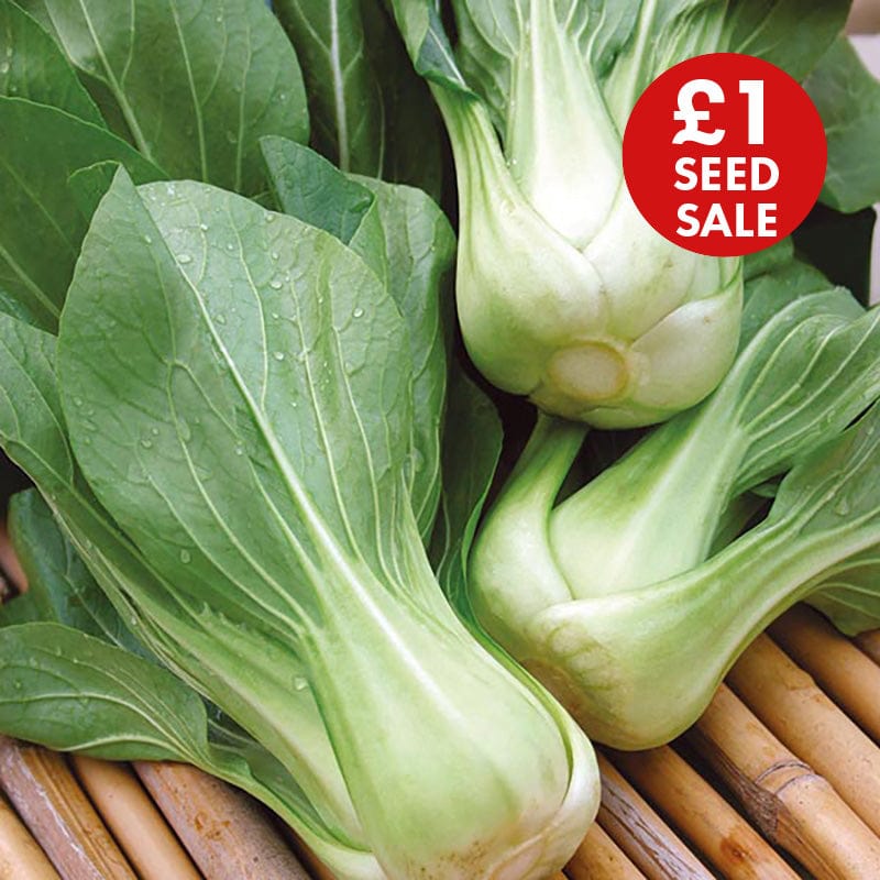 Pak Choi Green Revolution F1 Seeds