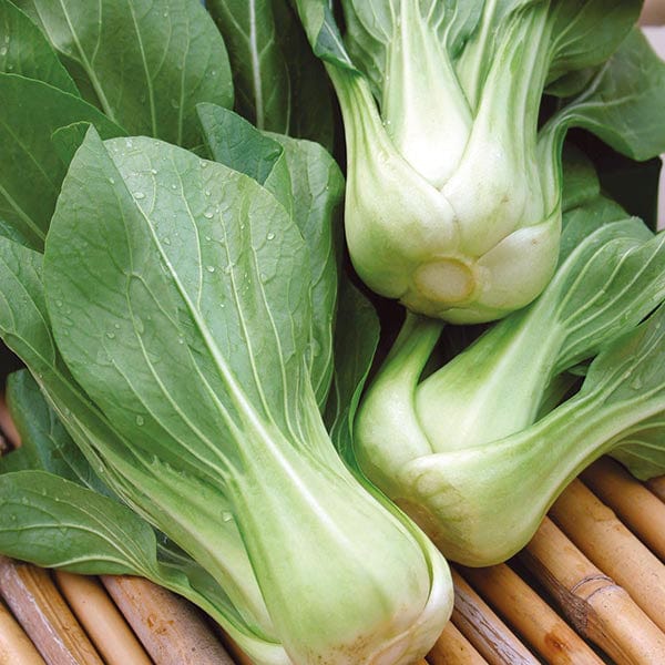 Pak Choi Green Revolution F1 Seeds