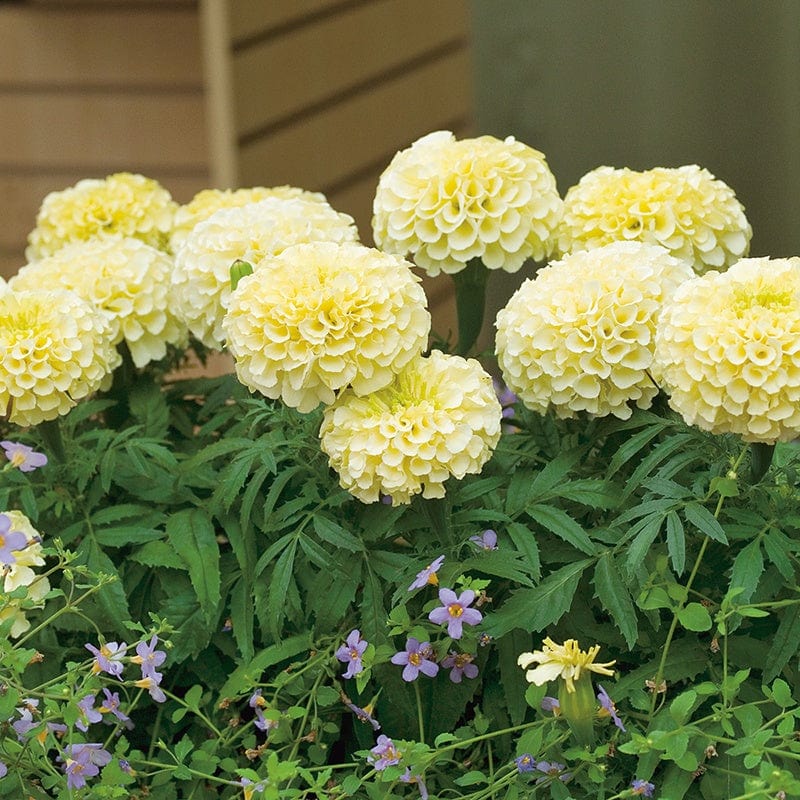 Marigold Vanilla Flower Plants