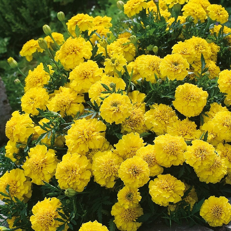 Marigold (French) Yellow Jacket Seeds