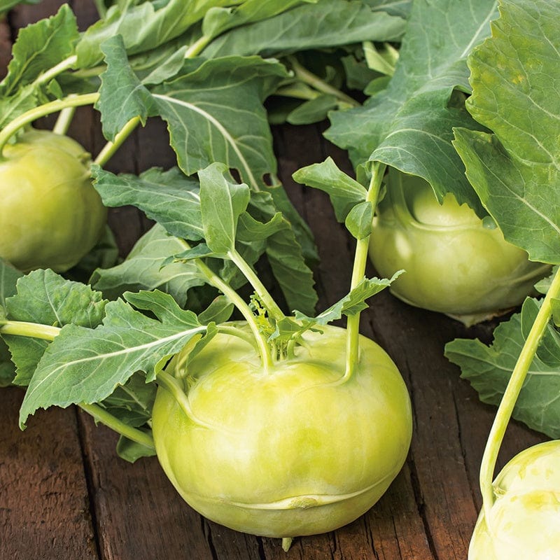 Kohl Rabi Olivia F1 Seeds