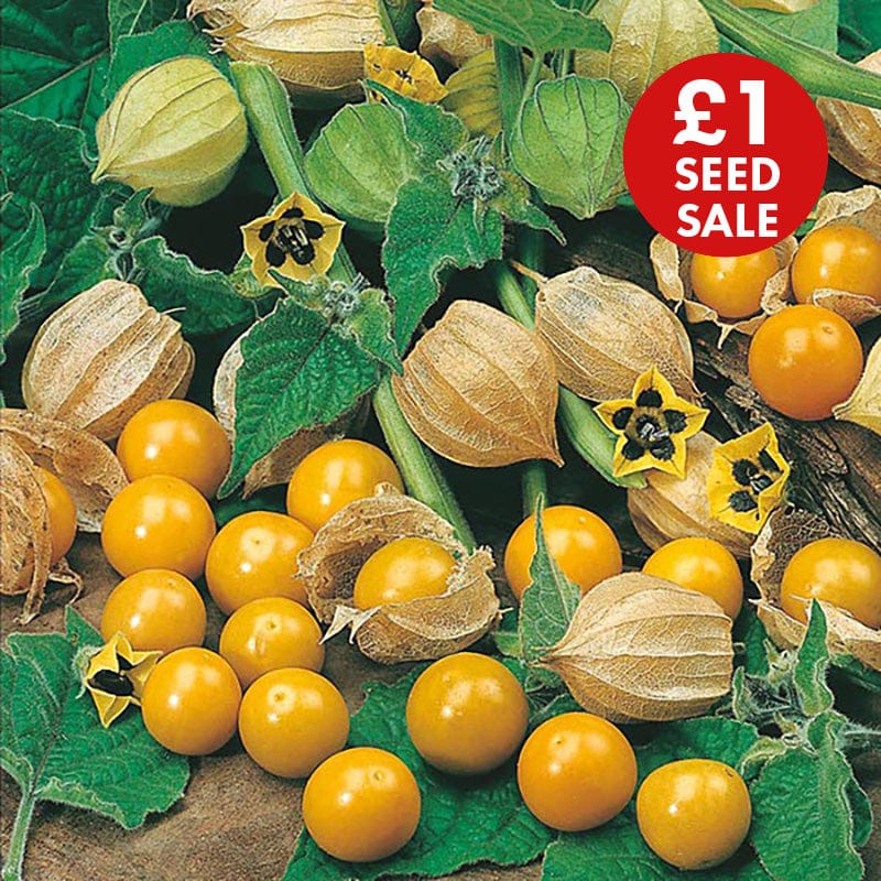 Cape Gooseberry Golden Berry Seeds