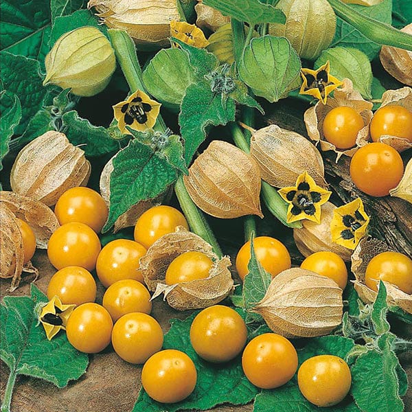 Mr Fothergills Cape Gooseberry Golden Berry Seeds