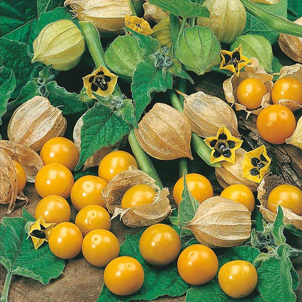 Cape Gooseberry Golden Berry Seeds