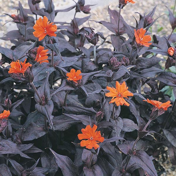 Lychnis Vesuvius Seeds