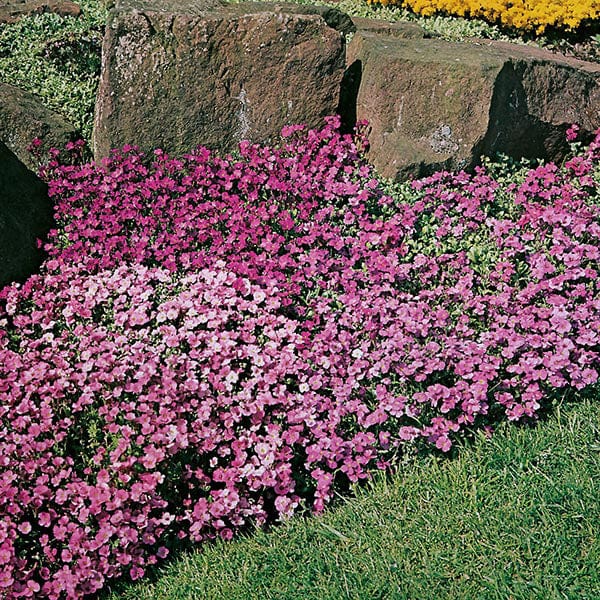 Aubrieta Large Flowered Mixed