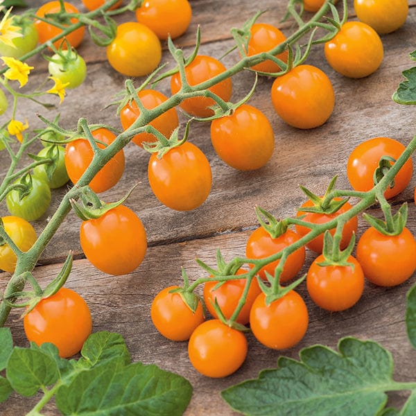 Tomato (Cherry) Sungold F1 Seeds