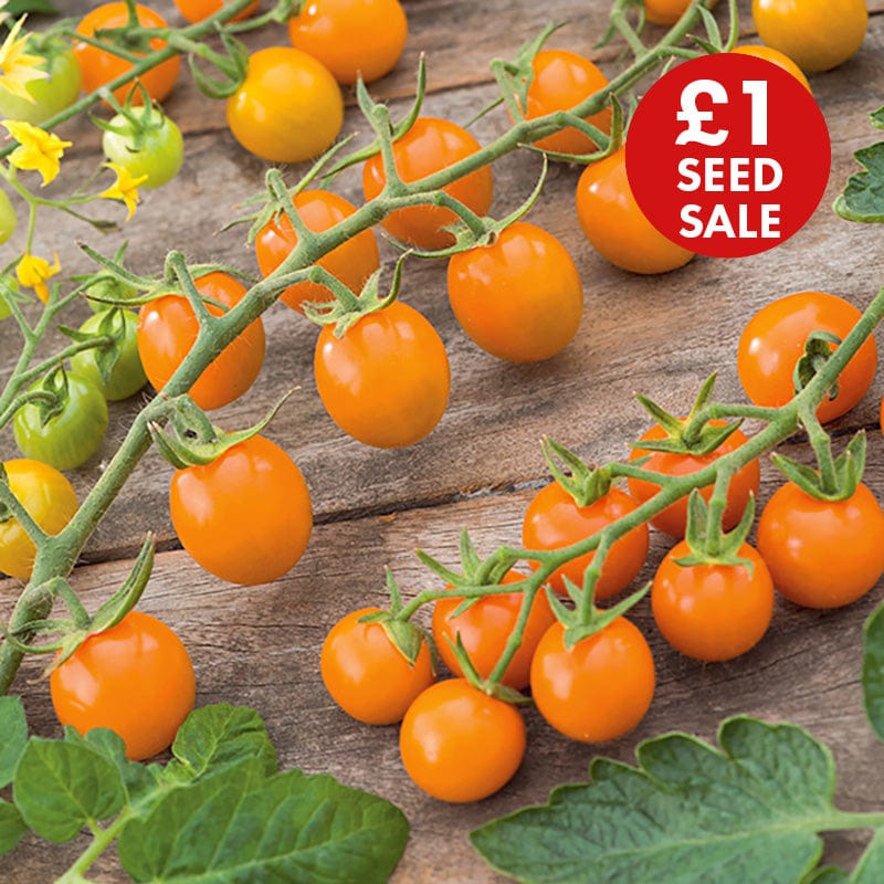 Tomato (Cherry) Sungold F1 Seeds