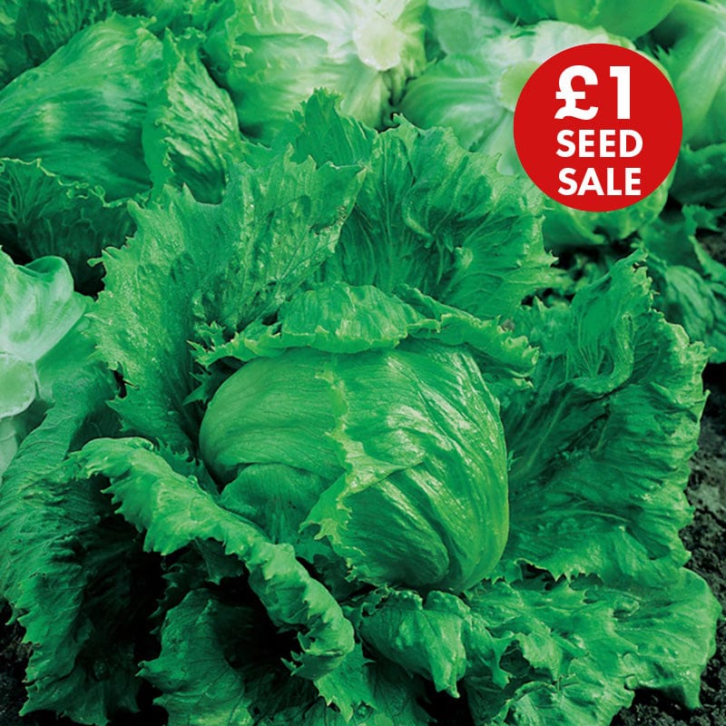 Lettuce Lakeland Seeds