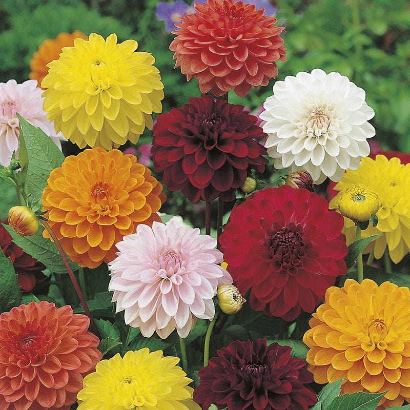 Dahlia Showpiece Seeds