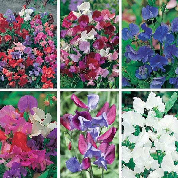 Sweet Pea Seed Collection