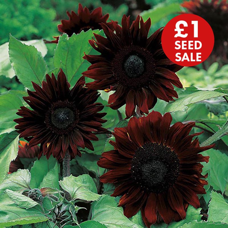 Sunflower Black Magic F1 Seeds