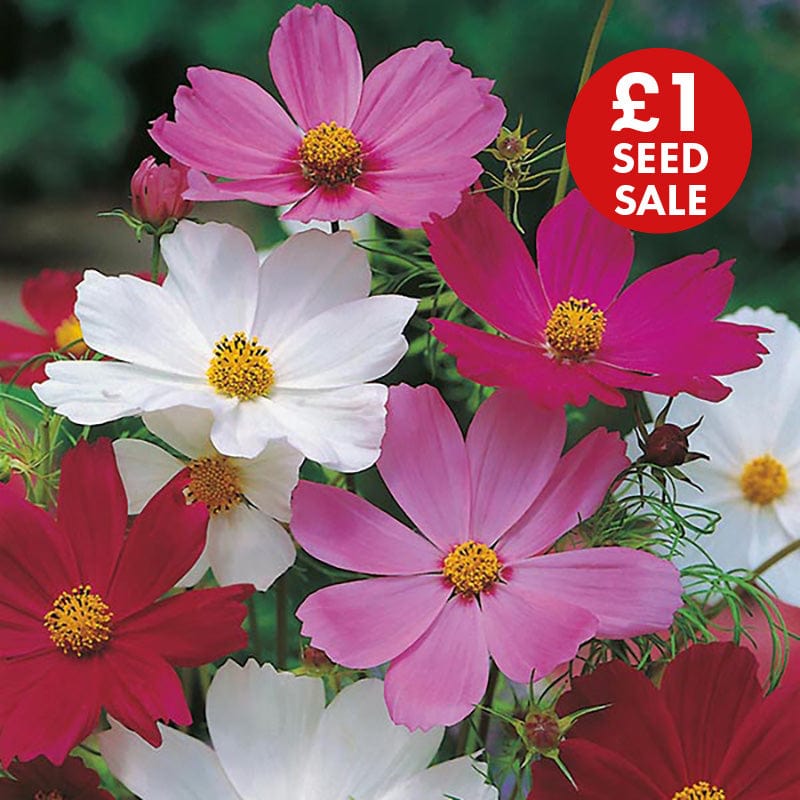 Cosmos Sensation Mixed Seeds