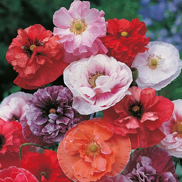 Poppy Dawn Chorus Seeds