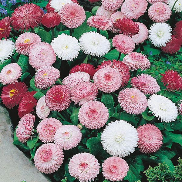 Bellis Goliath Mixed