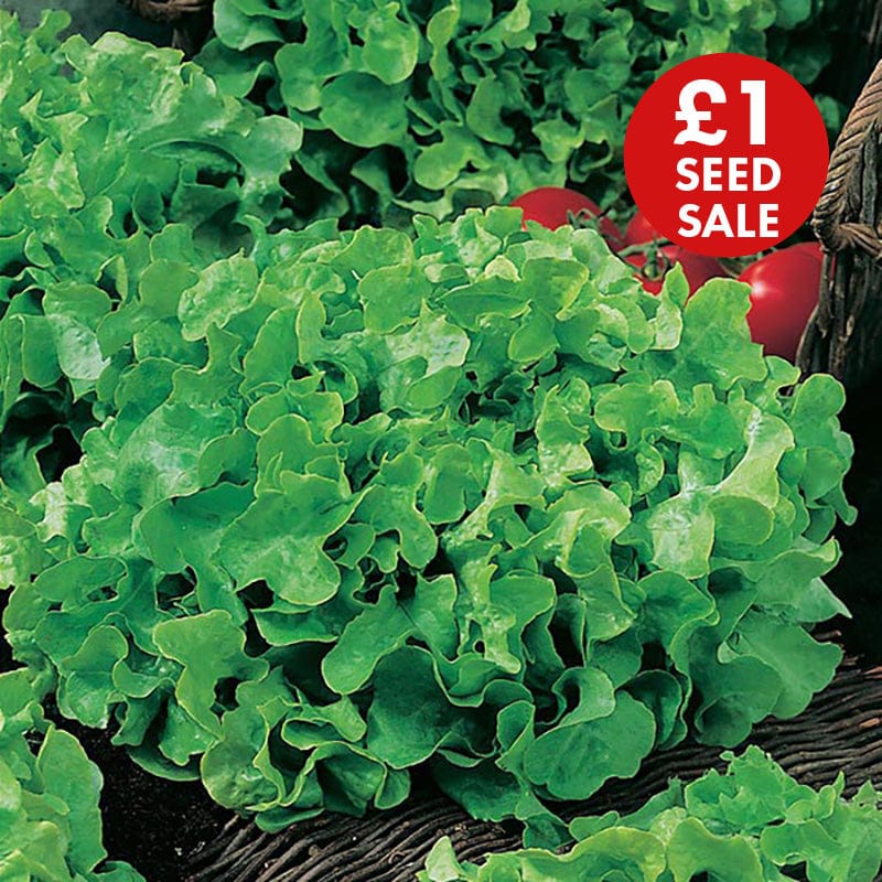 Lettuce Salad Bowl Seeds