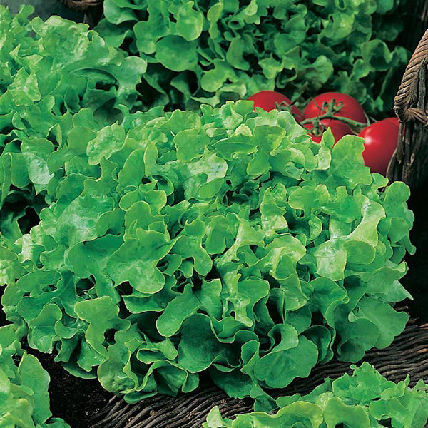 Lettuce Salad Bowl Seeds