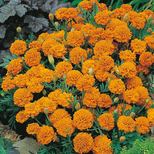 Marigold (French) Orange Boy Seeds