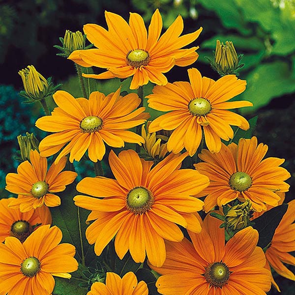 Rudbeckia Irish Spring Seeds