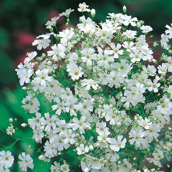 Gypsophila Monarch White