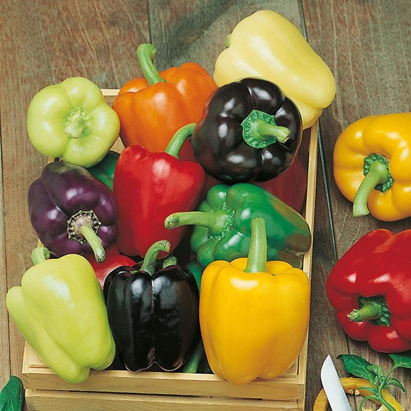 Colour pepper discount