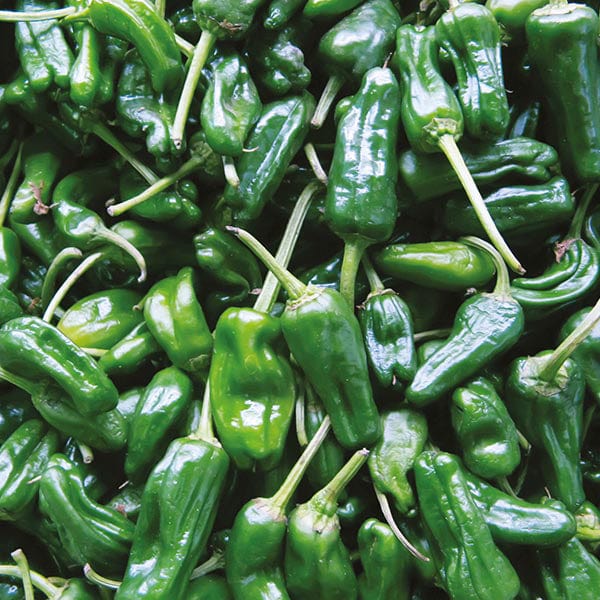 Chilli Pepper Padron Seeds