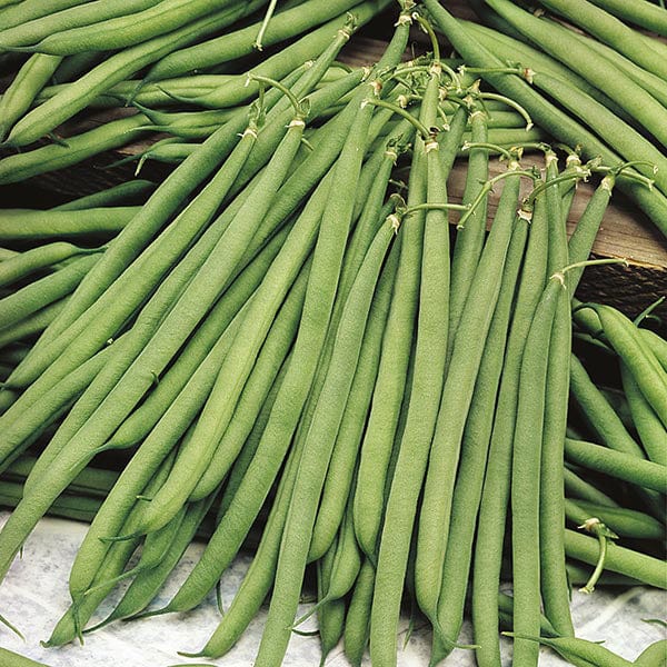 Dwarf Bean Stanley Seeds