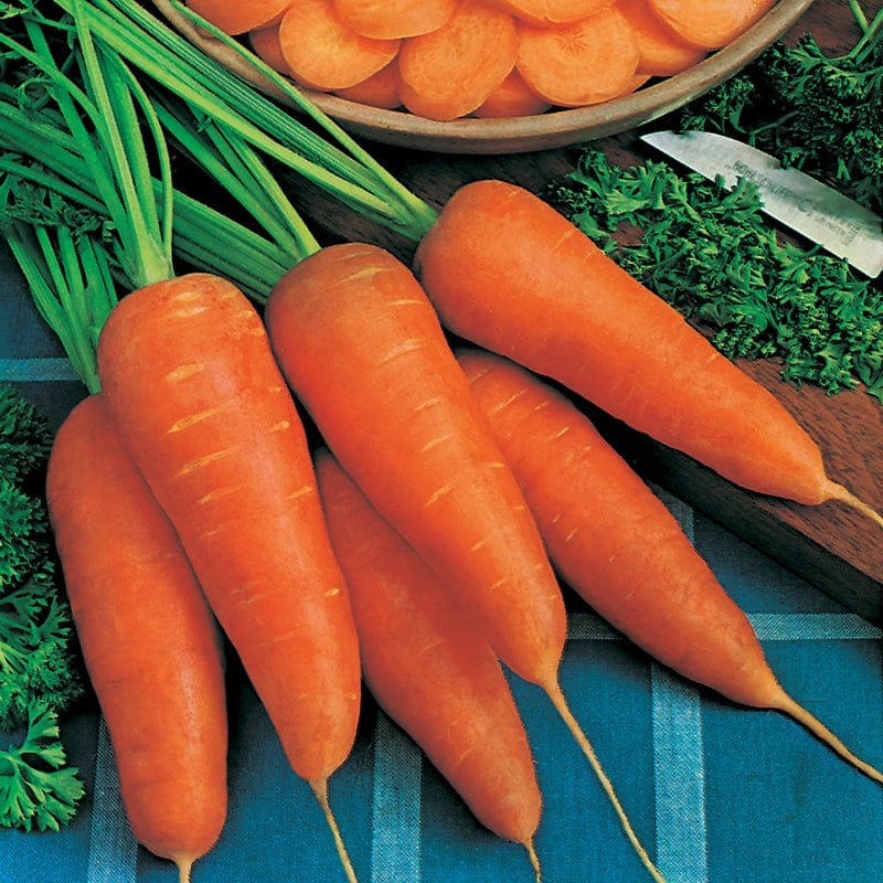 Carrot Chantenay Red Cored 2